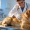Mejor centro veterinario en Marbella